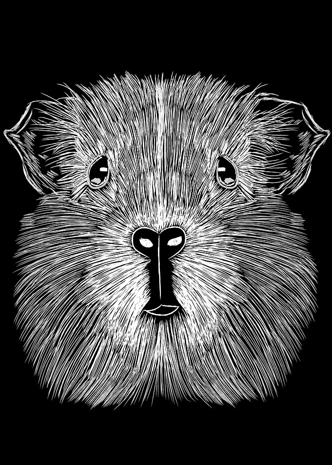 Guinea Pig Sketch