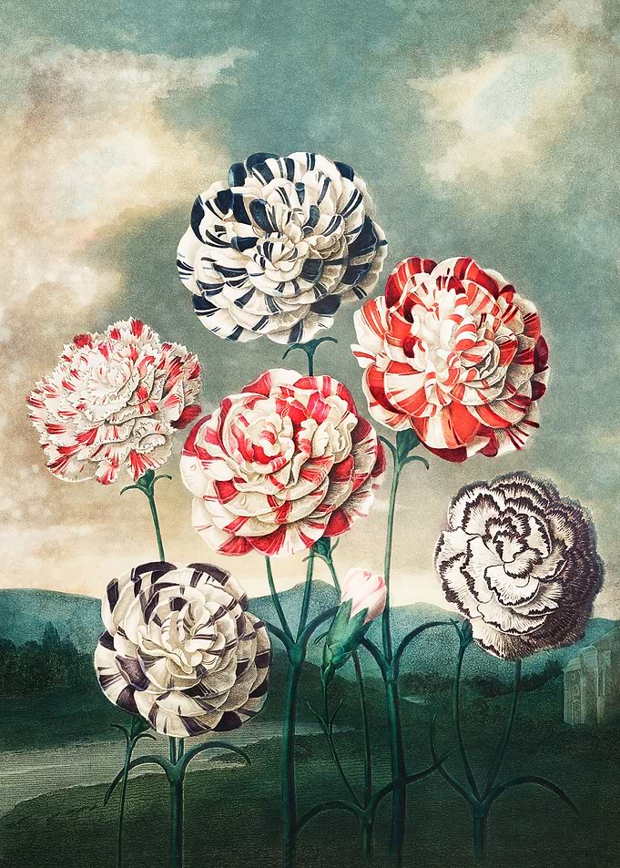 Carnations
