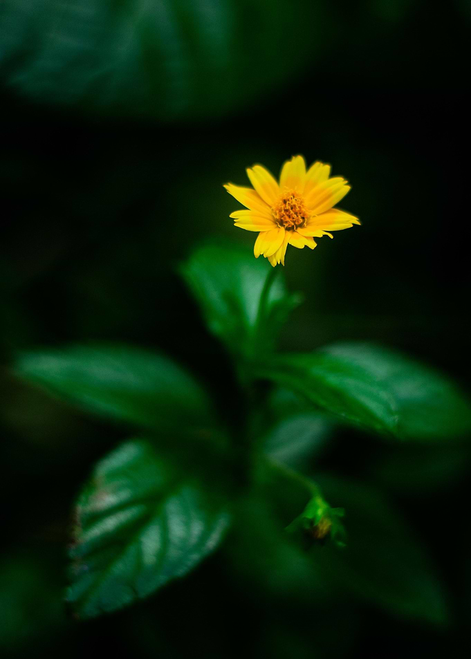 Jungle Flowers