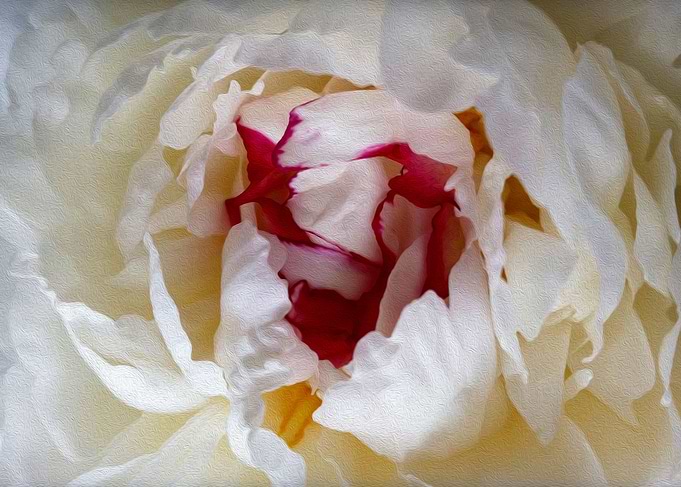 Peony petals