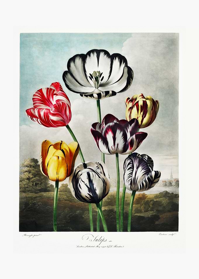 Tulips