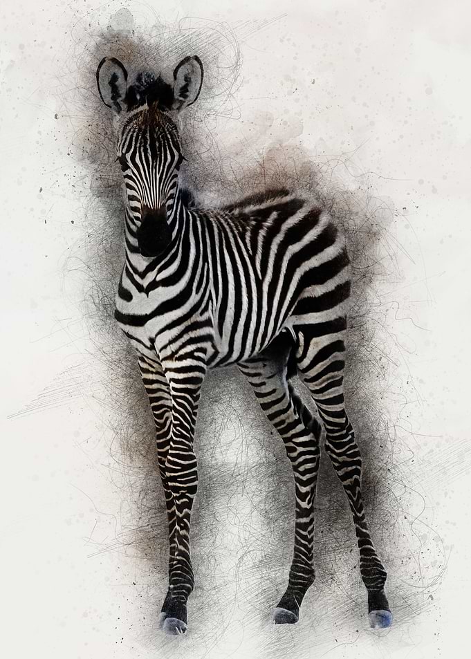 Little Zebra