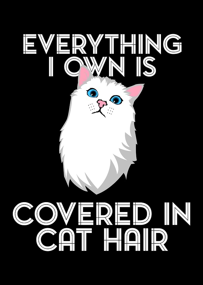 Funny Cat