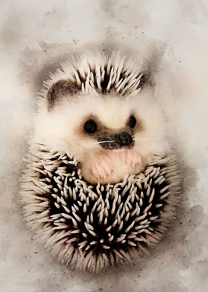 Hedgehog