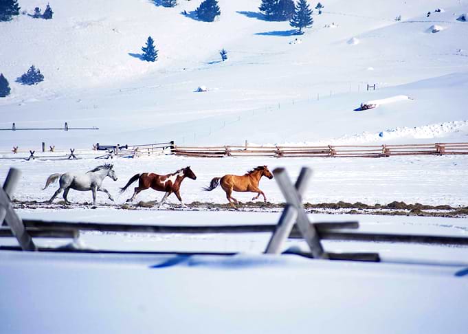Running of the Horses