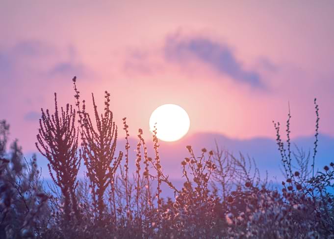 Purple Sunset