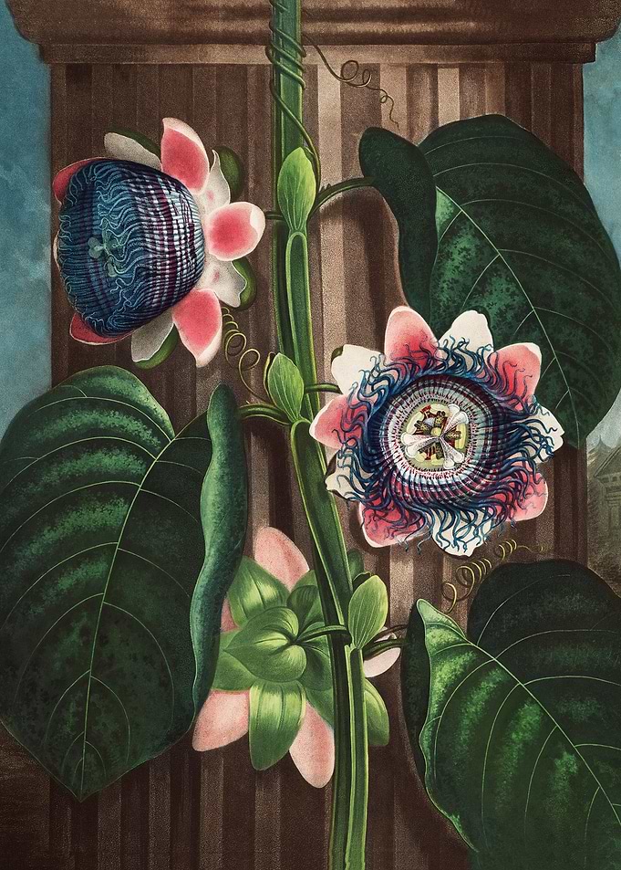 Passion Flower