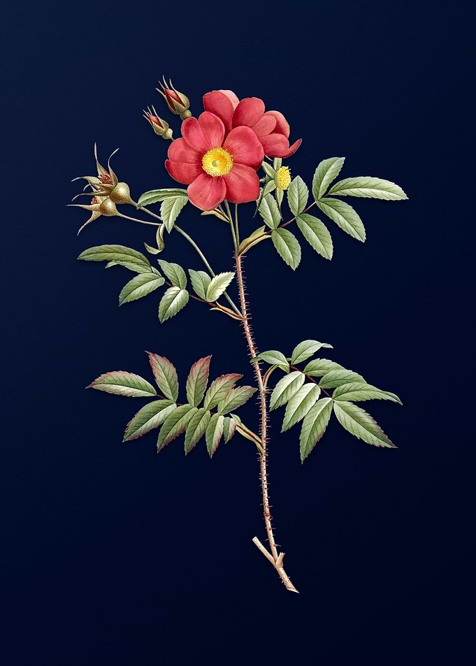 Rosa Redutea on Deep Blue