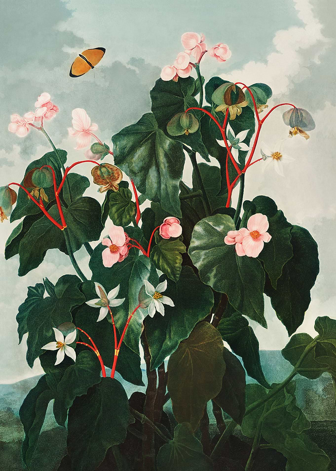 Oblique Leaved Begonia