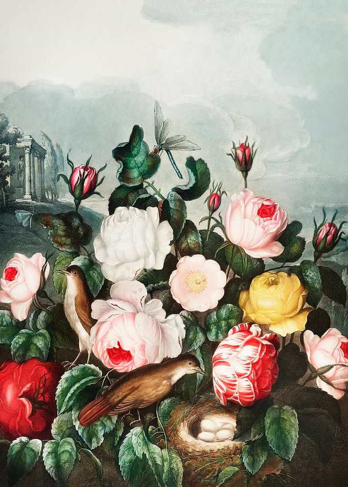 Roses