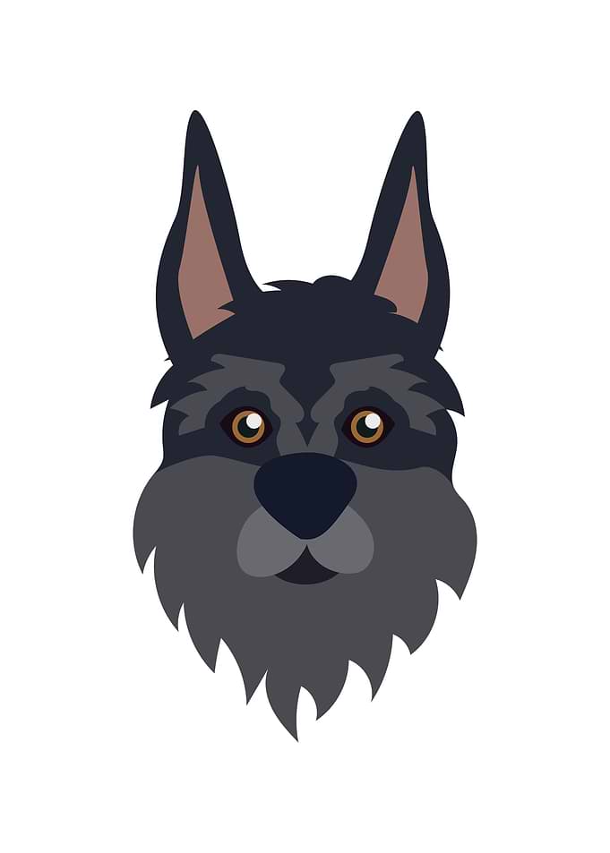Riesenschnauzer Dog Face