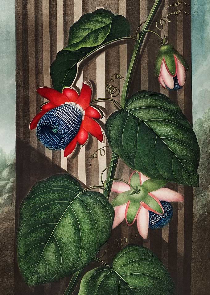 Winged Passion Flower