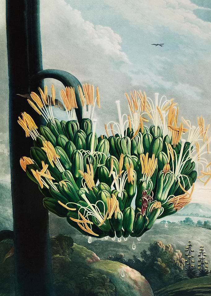 The Aloe