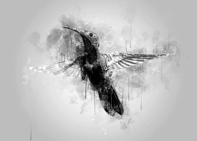 Hummingbird BW