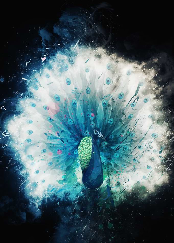 Peacock