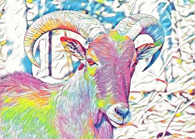 Bighorn Sheep