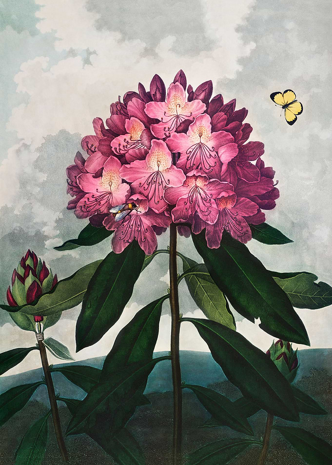 The Pontic Rhododendron