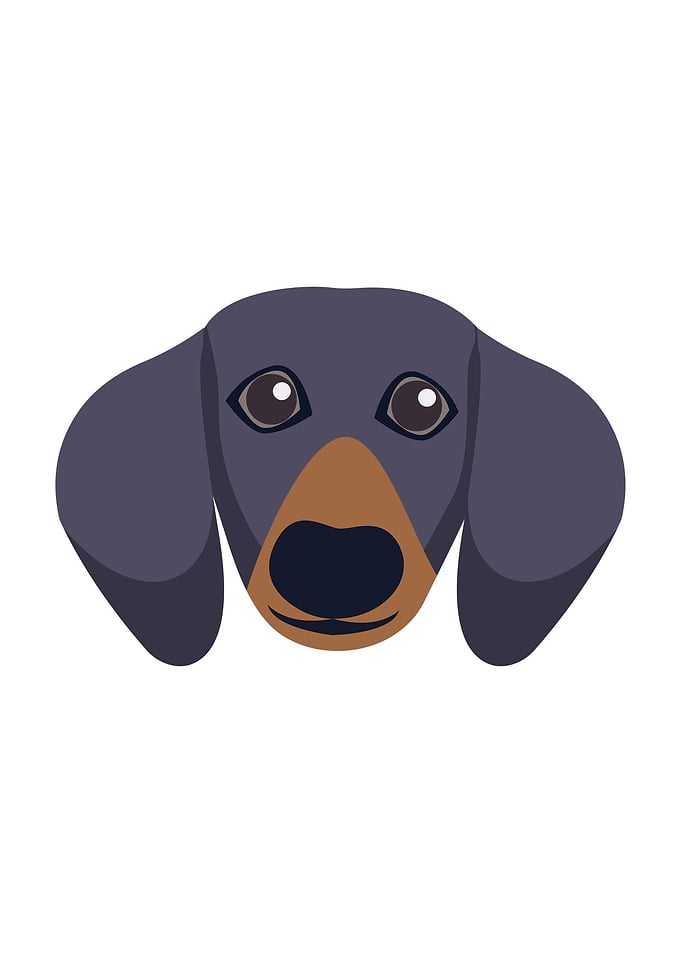 Dachshund Dog Face