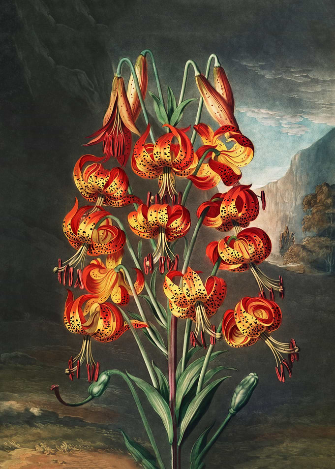 The Superb Lily