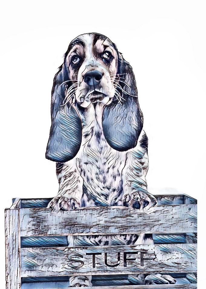 Hush Puppy