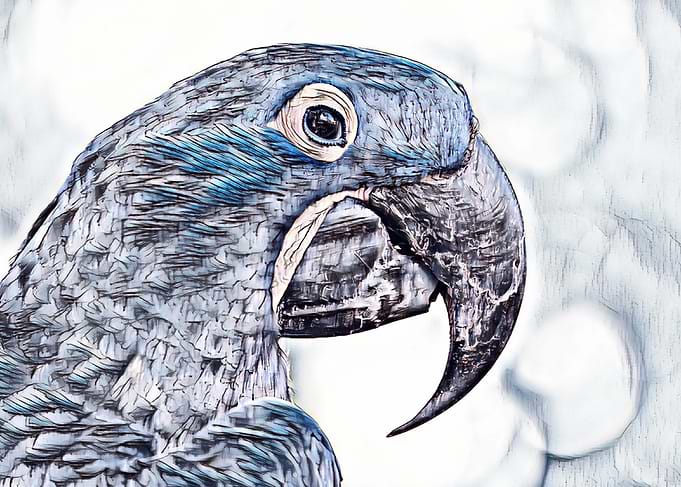 Blue Hyacinth Macaw