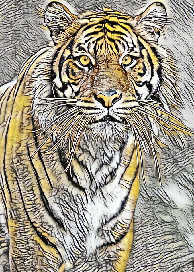 Yellow Tiger