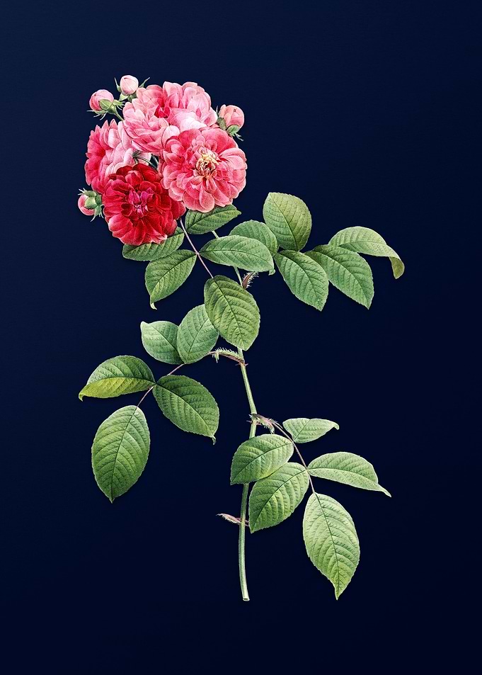 Vintage Botanical on Blue