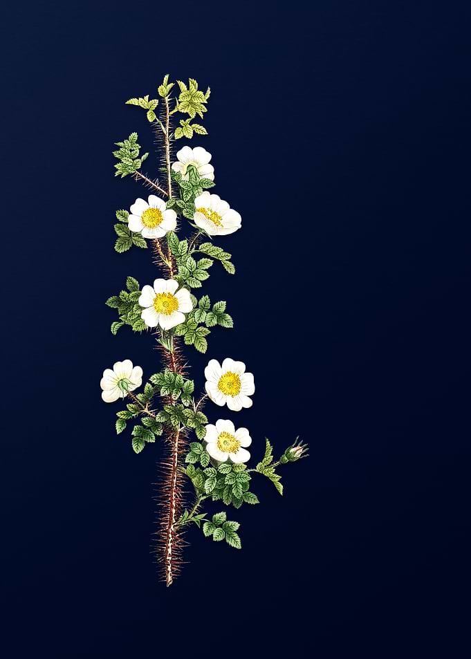 Vintage Botanical on Blue