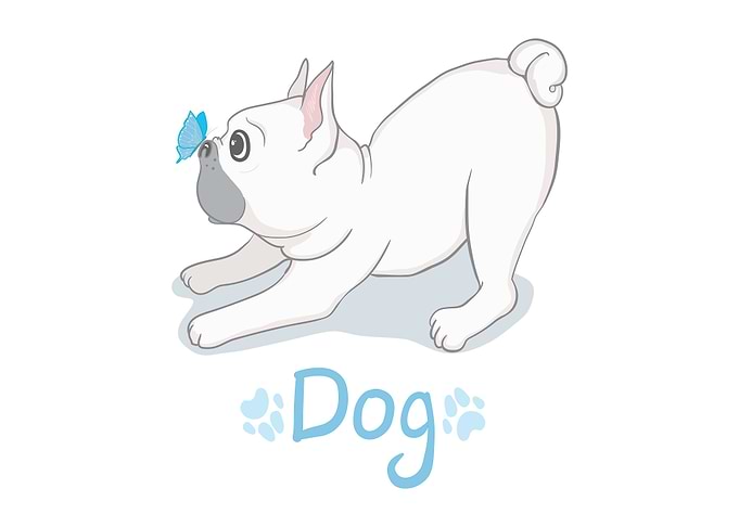 Cute french bulldog