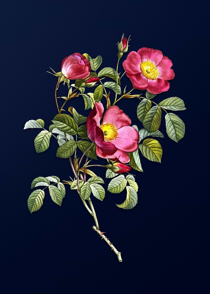 Rose of Love on Deep Blue