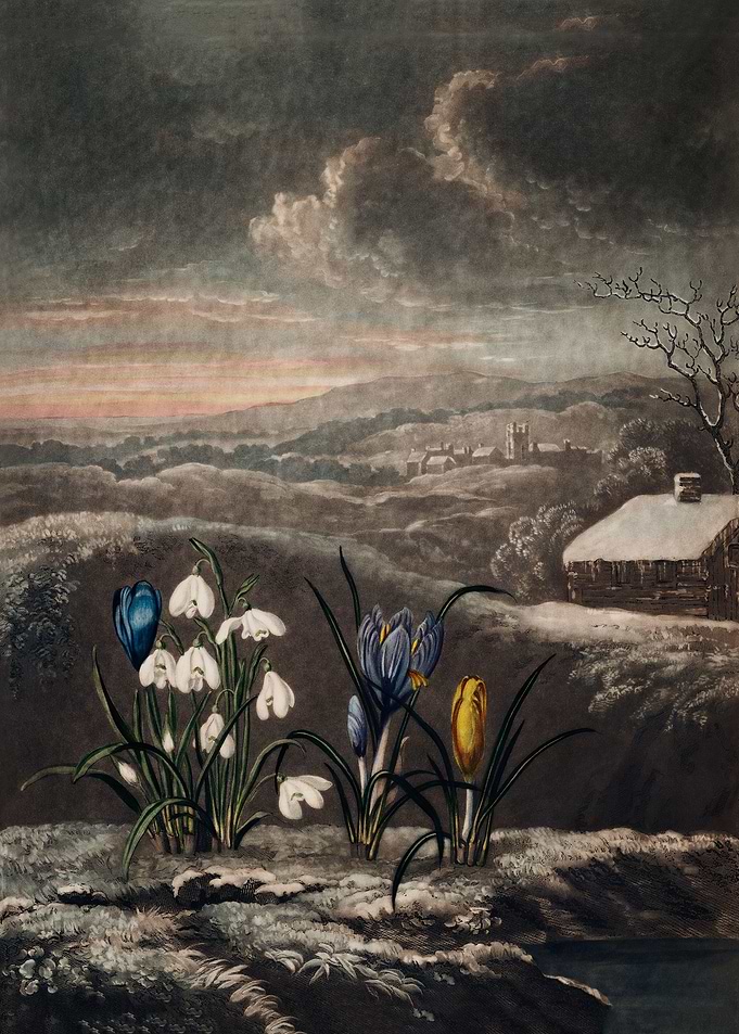 The Snowdrops