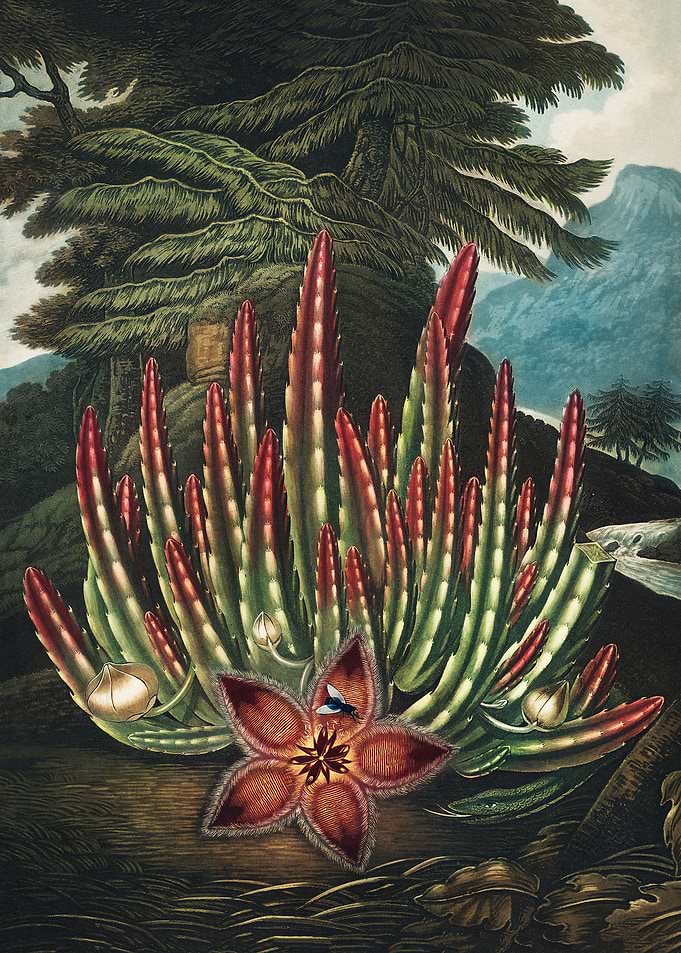 Maggot Bearing Stapelia