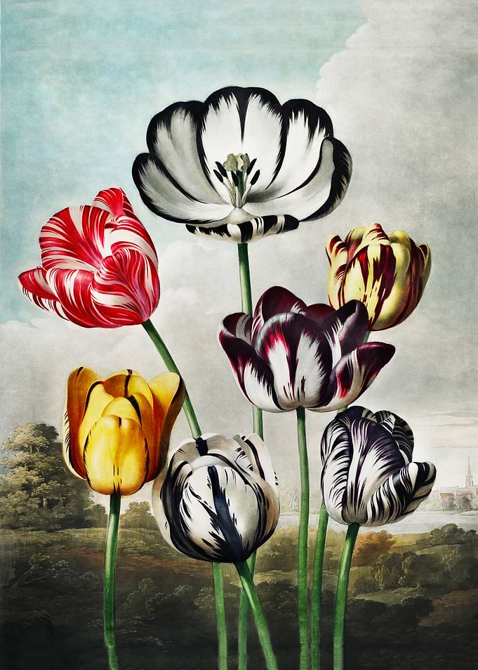 Tulips