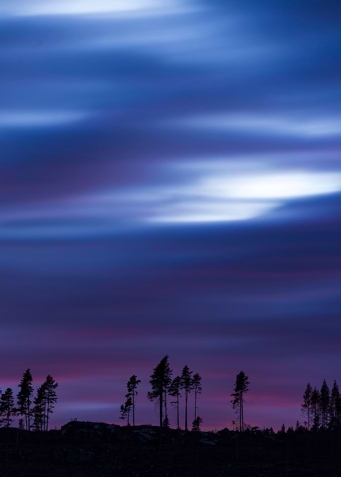 Pines silhuetting sun set