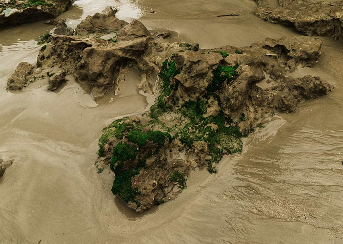 Greenery rocks mud