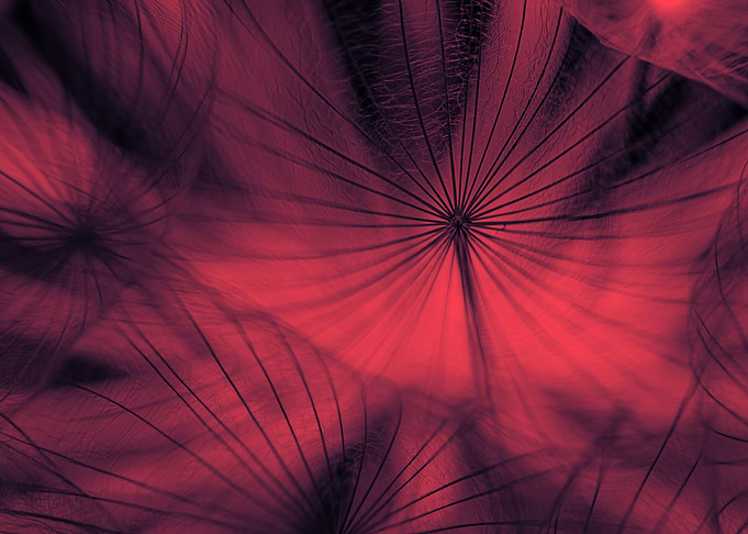 Red dandelion macro shot