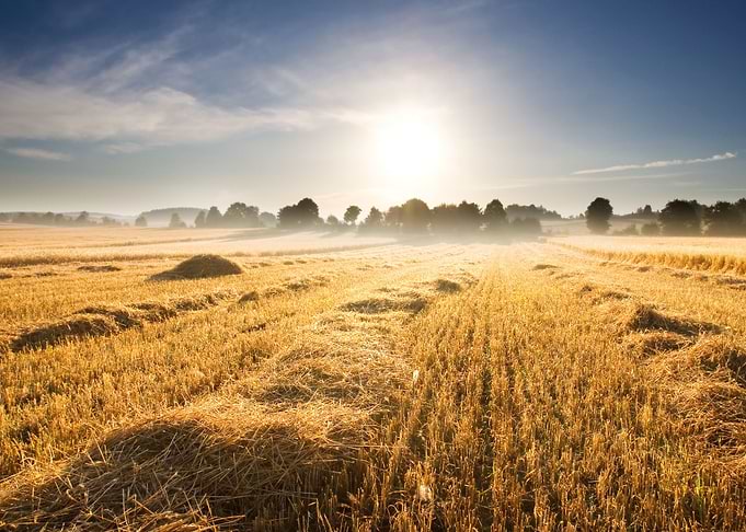 Field Corn Sun Harvest Cro