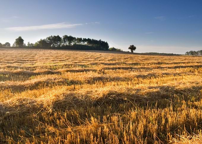Field Corn Sun Harvest Cro