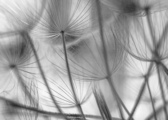 Dandelion macro shot