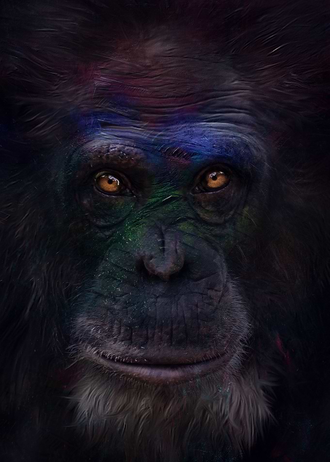 Follow the chimpanzee