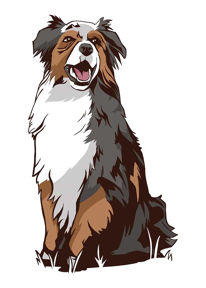 Australia Sheperd Dog