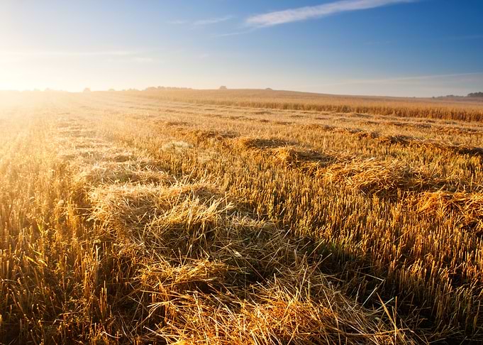 Field Corn Sun Harvest Cro