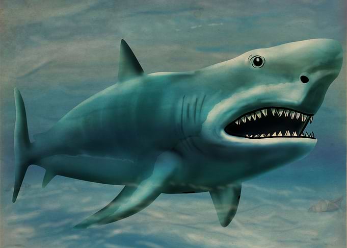Shark Underwater