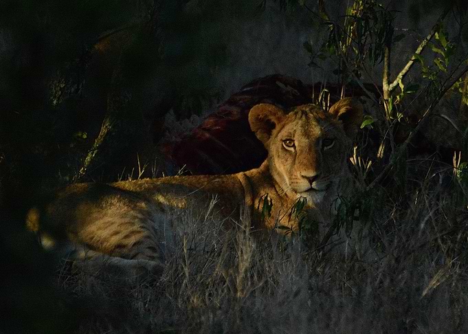 Lion in the savanna