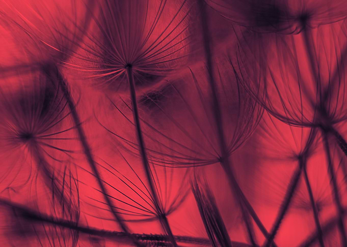 Red dandelion macro shot