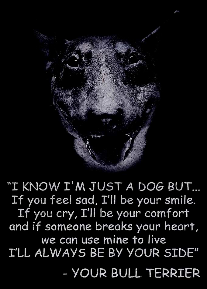 Bull Terrier