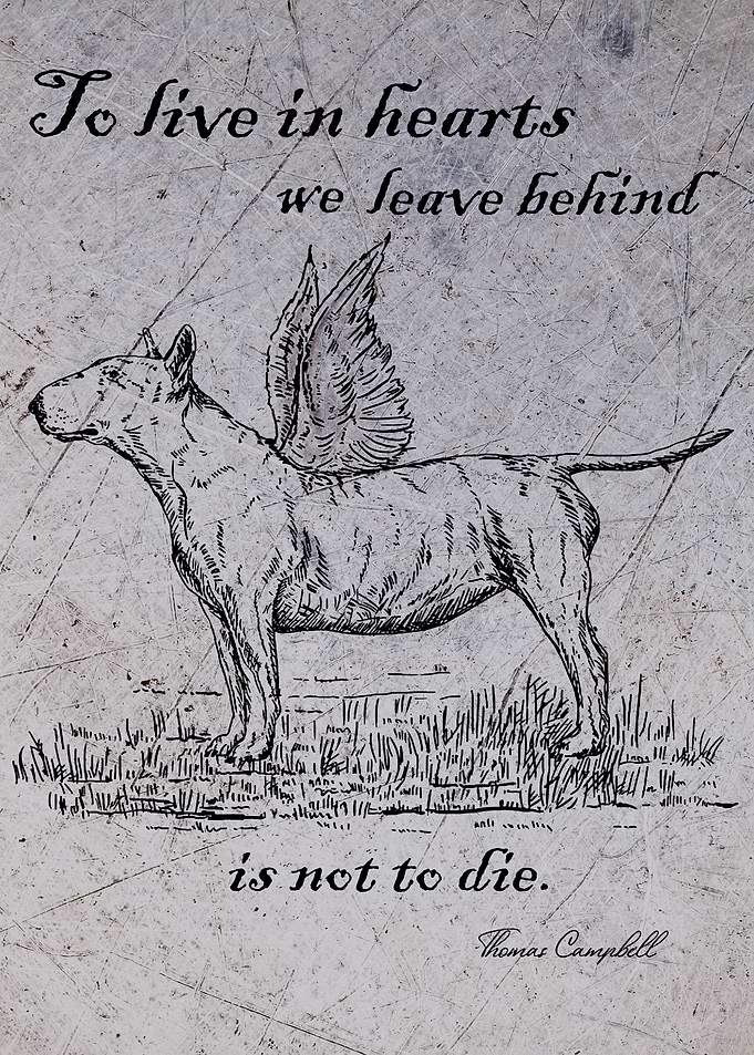 Bull Terrier