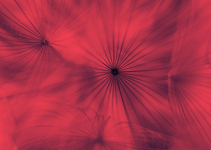 Red dandelion macro shot