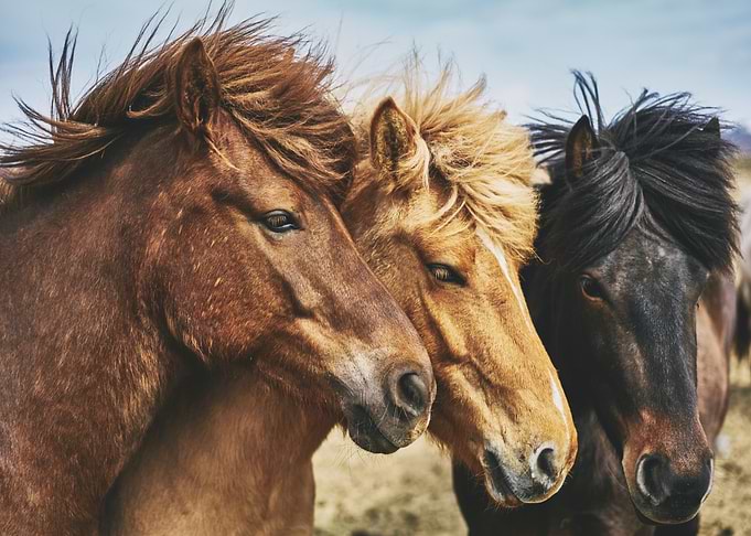 Three Horses Animals