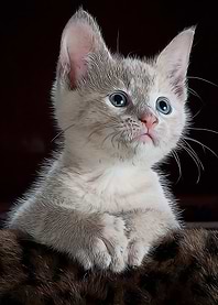 Animals Cats